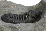 Morocconites Trilobite Fossil - Ofaten, Morocco #312768-2